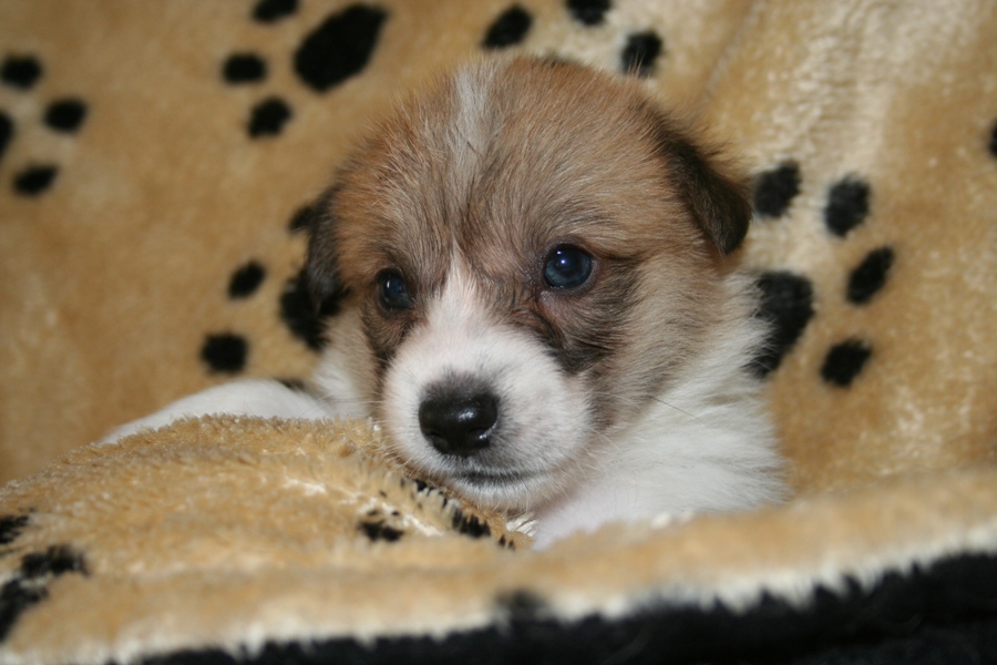 Puppies
